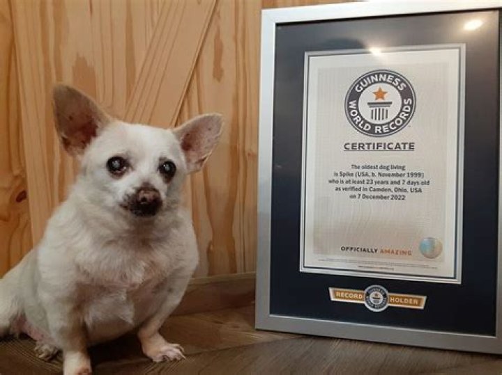 Bonnie Blue Guinness World Record: The Remarkable Story of a Dog Who Broke Records
