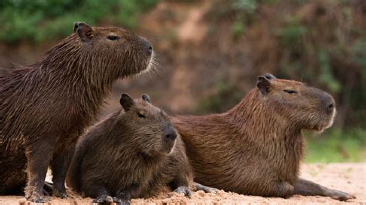 Brazil Capybara: The Gentle Giant of South America