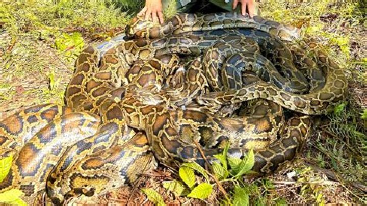 Burmese Python: The Enigmatic Giant of the Serpent World
