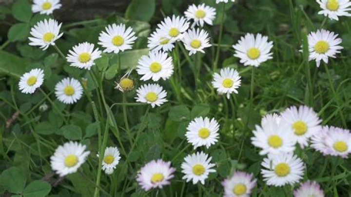 Exploring the Enchanting World of Daisy Blooms