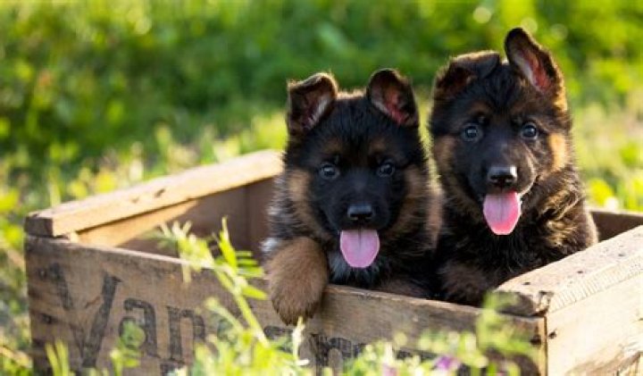 Finding the Perfect Black German Shepherd Puppies for Sale: A Comprehensive Guide