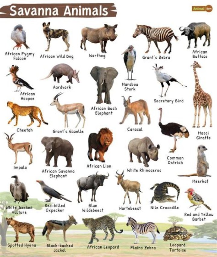 Gazelle Animal: Graceful Creatures of the African Savanna