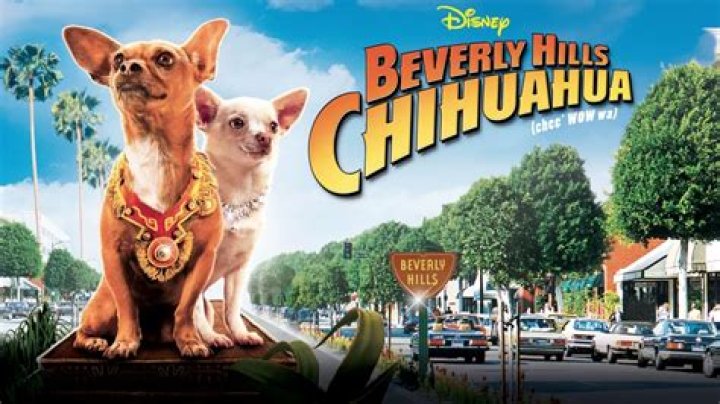 Is There Going to Be a Beverly Hills Chihuahua 4? Everything You Need to Know
