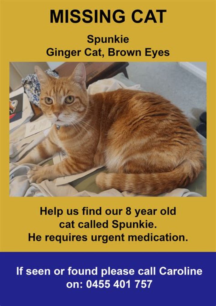 Missing Cat in Yellowstone? Help Us Find [Cat Name]!
