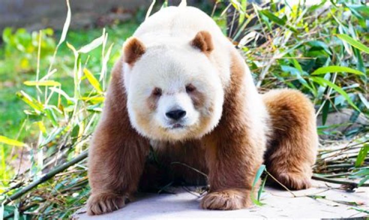 Panda With No Black Spots: Discovering the Unique and Rare Phenomenon