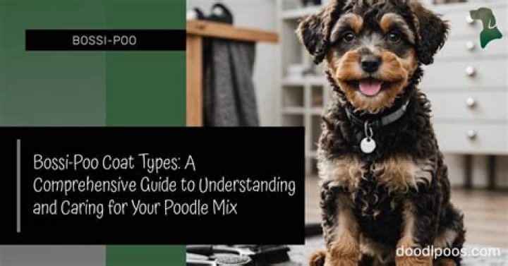 Poodle Hint: A Comprehensive Guide to Understanding and Caring for Your Poodle