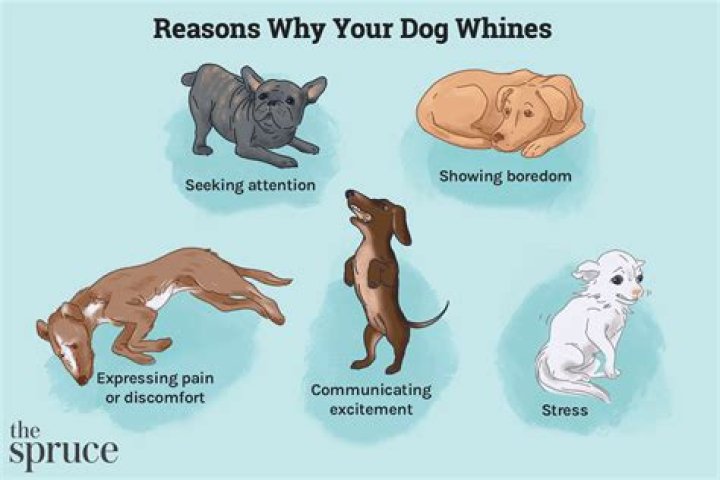 Puppies Crying: Understanding the Reasons Behind Their Whimpers
