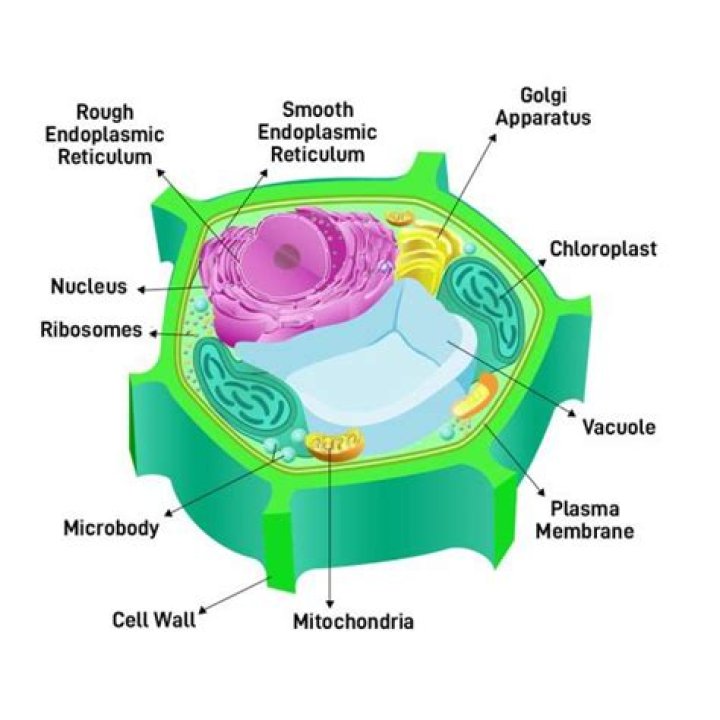 The Cells Inside This Structure Contain Many Green Organelles Called: A Comprehensive Guide
