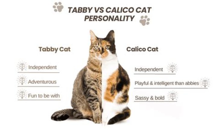 The Fascinating World of Calico Tabby Cats: A Comprehensive Guide
