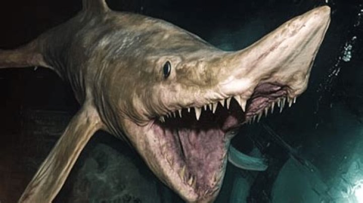 The Fascinating World of the Hangover Shark: Unveiling the Mystery