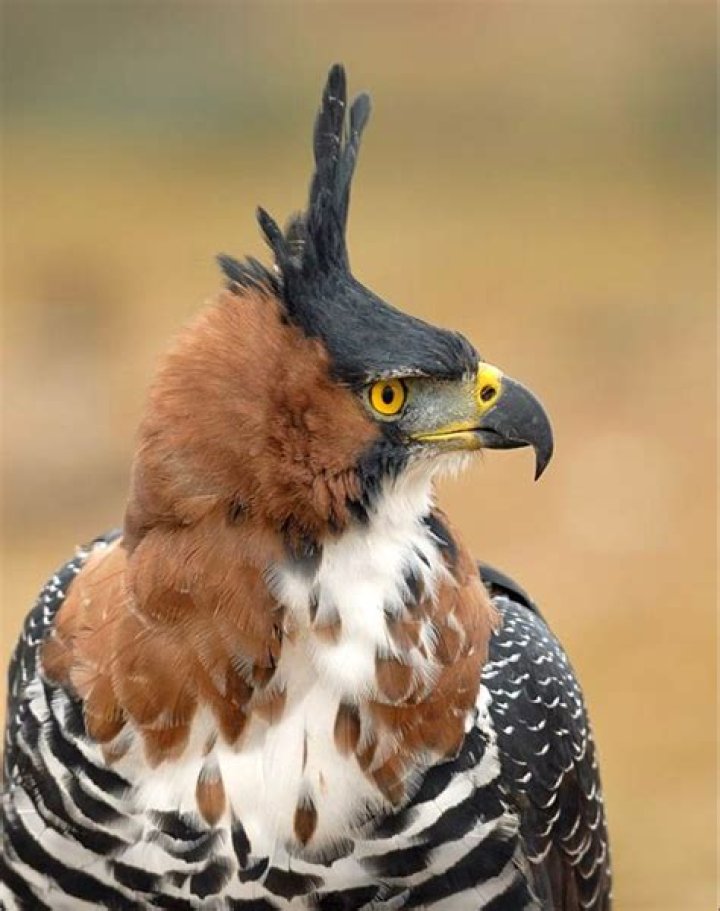 Tua Hawk: The Majestic Bird of Prey