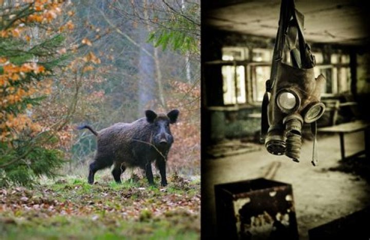 Uncover the Haunting Images of the Chernobyl Disaster
