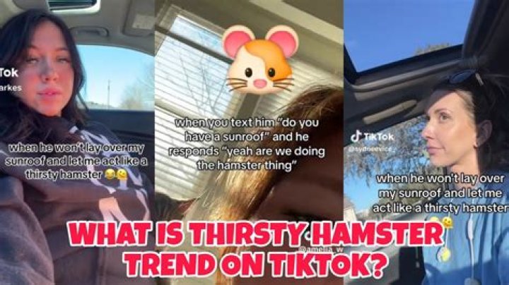 Understanding Thirsty Hamster Meaning: What You Need to Know