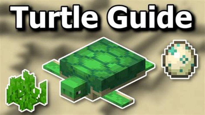 What Happened to The Turtleman: A Comprehensive Exploration