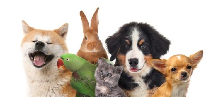 Why Vegamovies Pets Are Revolutionizing the Pet Entertainment Industry